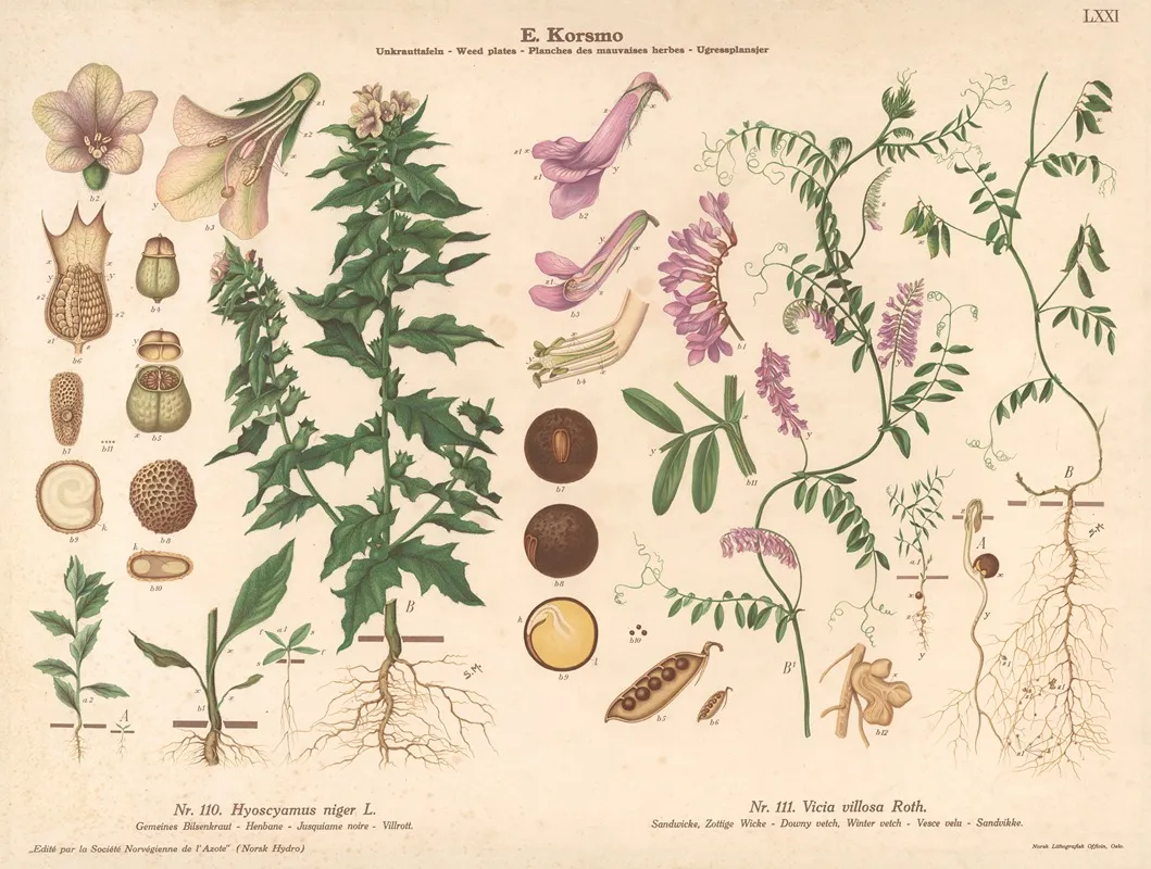 Henbane Downy Vetch Winter Vetch Wall Art by Sara Mørk - High-Resolution Digital Print