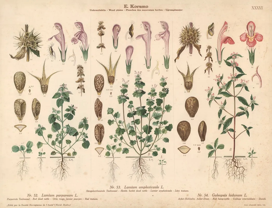 Henbit Henbit Dead Nettle Red Dead Nettle Red Hemp Nettle Wall Art by Sara Mørk - High-Resolution Digital Print