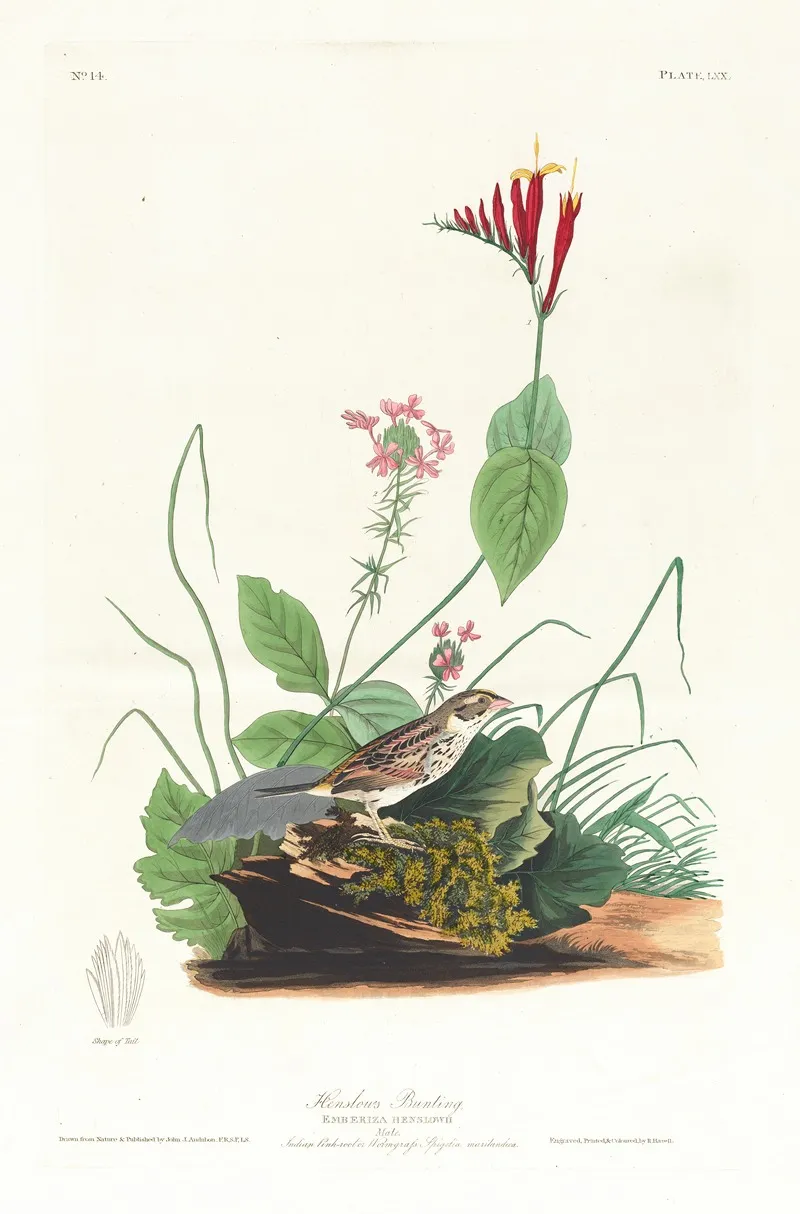 Henslows Bunting Wall Art by John James Audubon - High-Resolution Digital Print