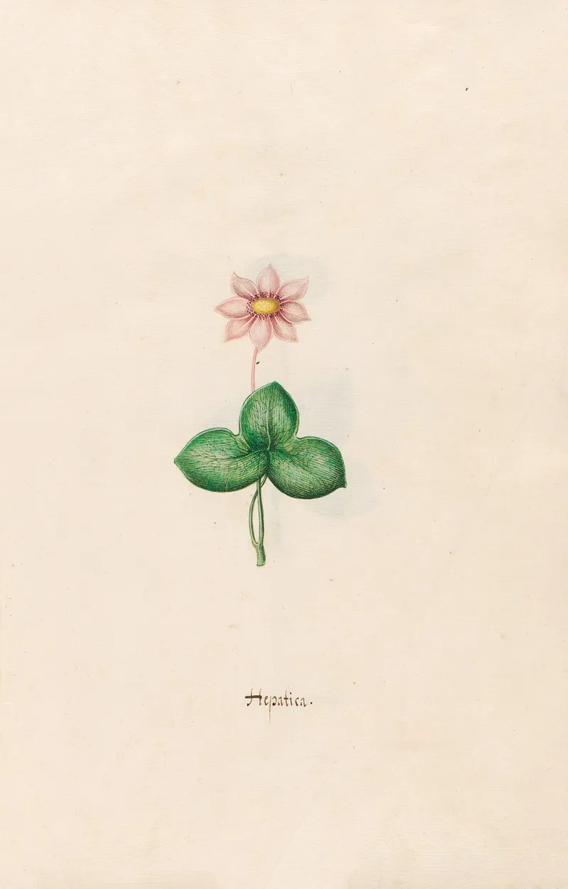 Hepatica 3 Wall Art by Magdelena Rosina Funck - High-Resolution Digital Print