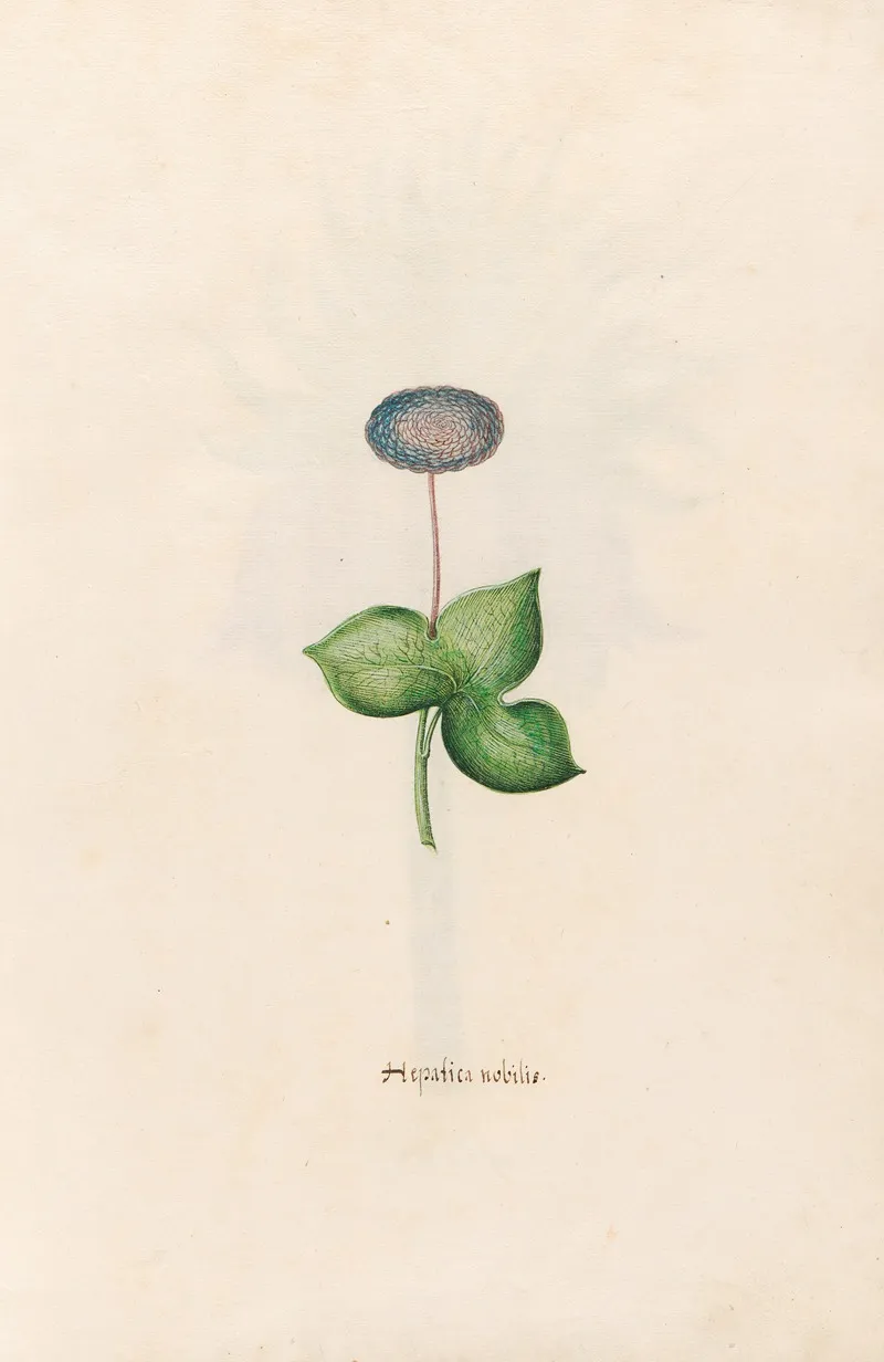 Hepatica Nobilis Wall Art by Magdelena Rosina Funck - High-Resolution Digital Print