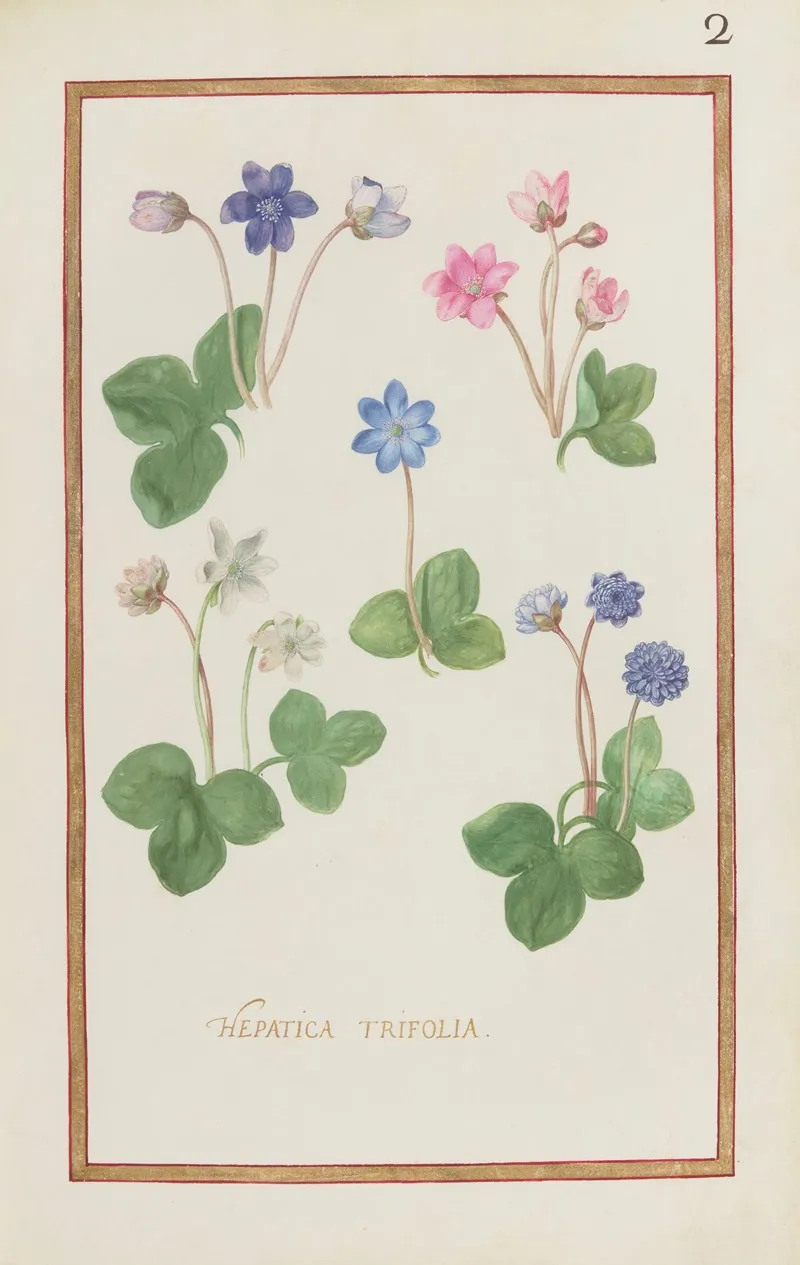 Hepatica Trifolia Wall Art by Daniel Rabel - High-Resolution Digital Print