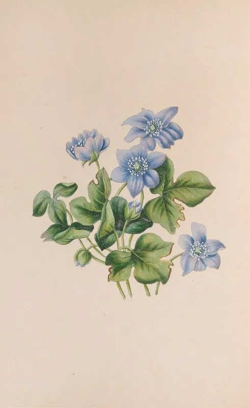 Hepatica Wall Art by John Stevens Henslow - High-Resolution Digital Print