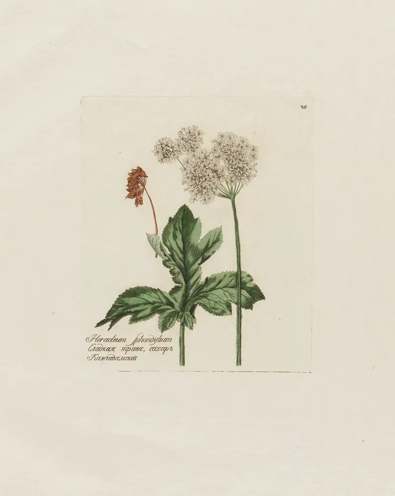 Heracleum Sphondylium Wall Art by Petr Martynovich Gofman - High-Resolution Digital Print
