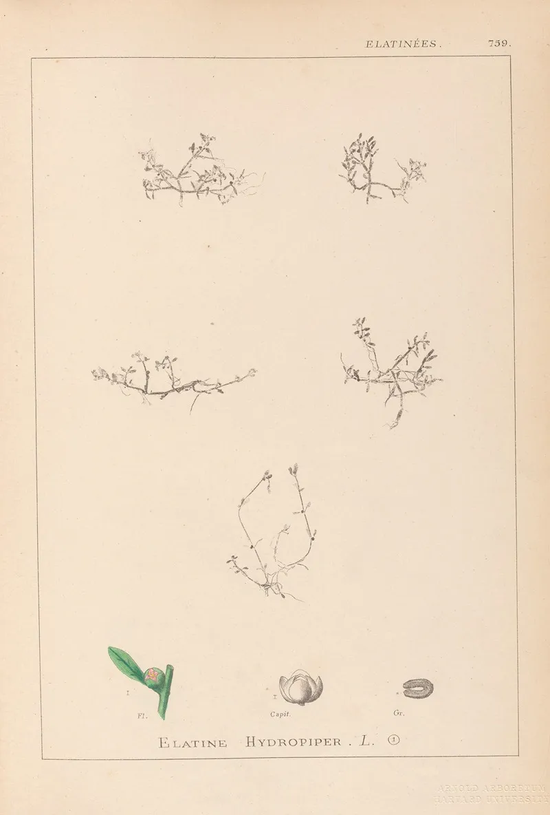 Herbier De La Flore Francaise Pl 0001 Wall Art by Louis Antoine Cusin - High-Resolution Digital Print
