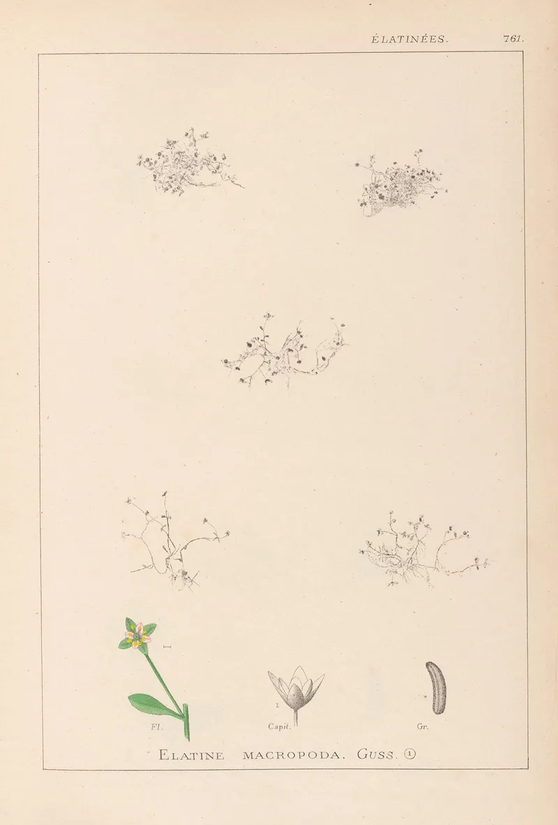 Herbier De La Flore Francaise Pl 0003 Wall Art by Louis Antoine Cusin - High-Resolution Digital Print