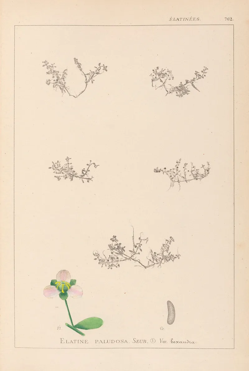 Herbier De La Flore Francaise Pl 0004 Wall Art by Louis Antoine Cusin - High-Resolution Digital Print