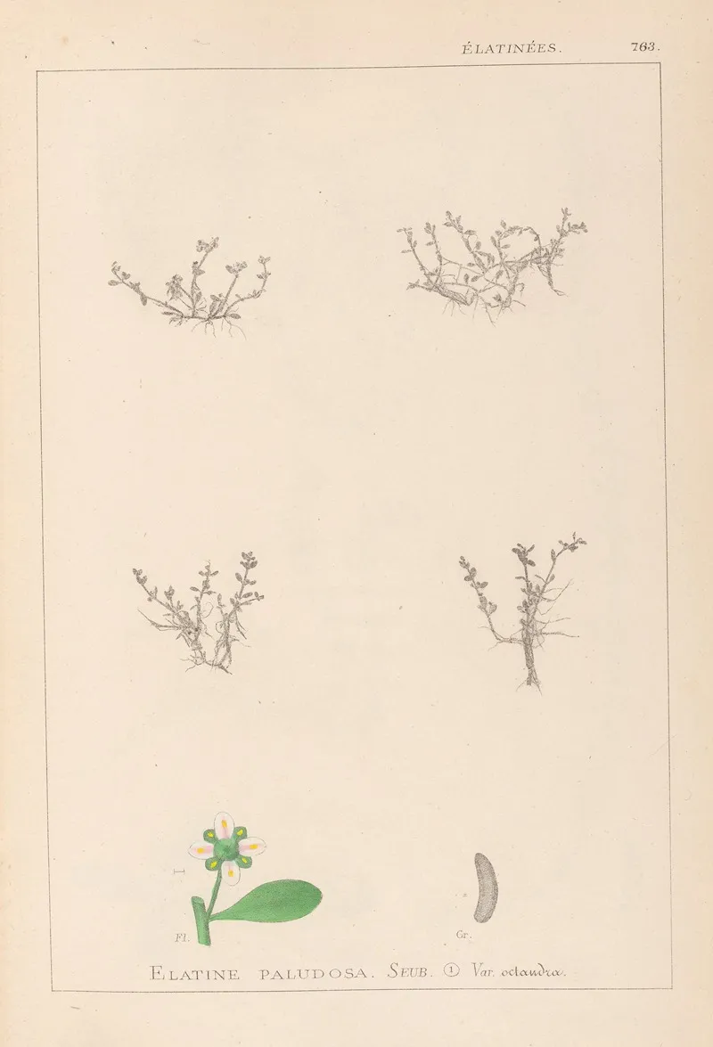 Herbier De La Flore Francaise Pl 0005 Wall Art by Louis Antoine Cusin - High-Resolution Digital Print