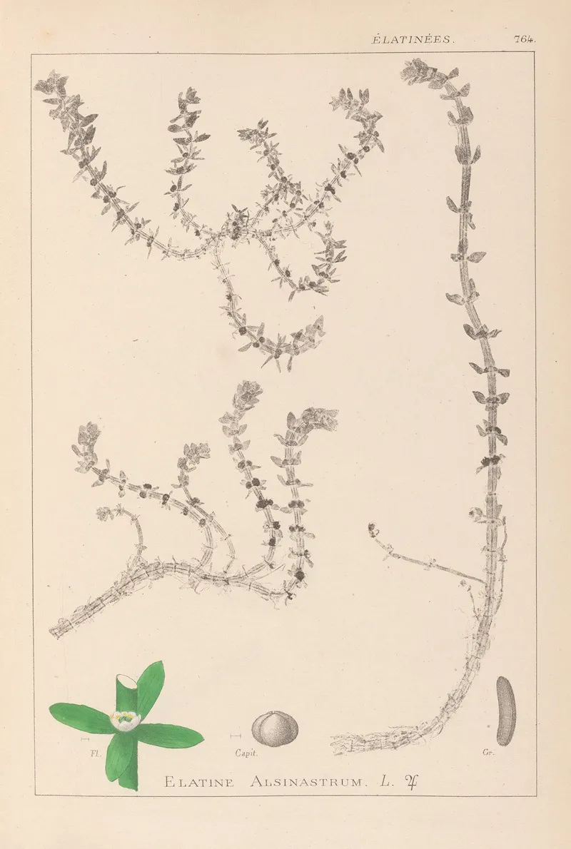 Herbier De La Flore Francaise Pl 0006 Wall Art by Louis Antoine Cusin - High-Resolution Digital Print