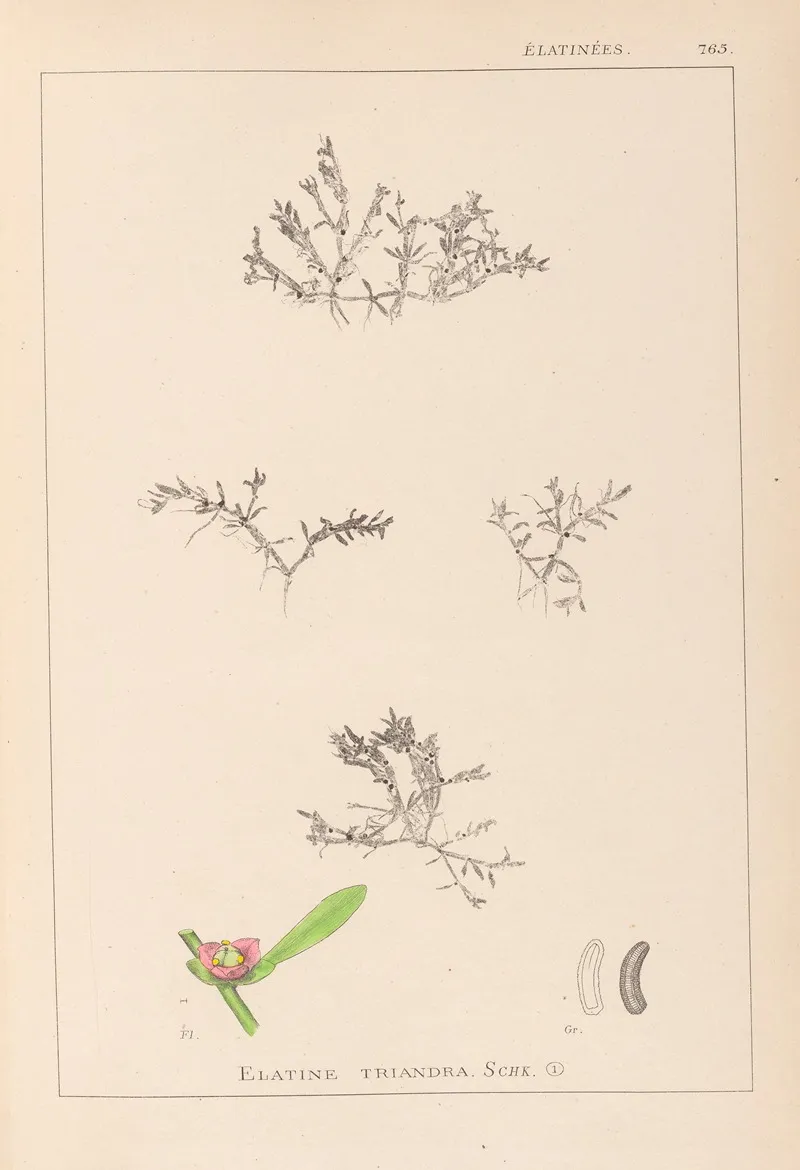 Herbier De La Flore Francaise Pl 0007 Wall Art by Louis Antoine Cusin - High-Resolution Digital Print