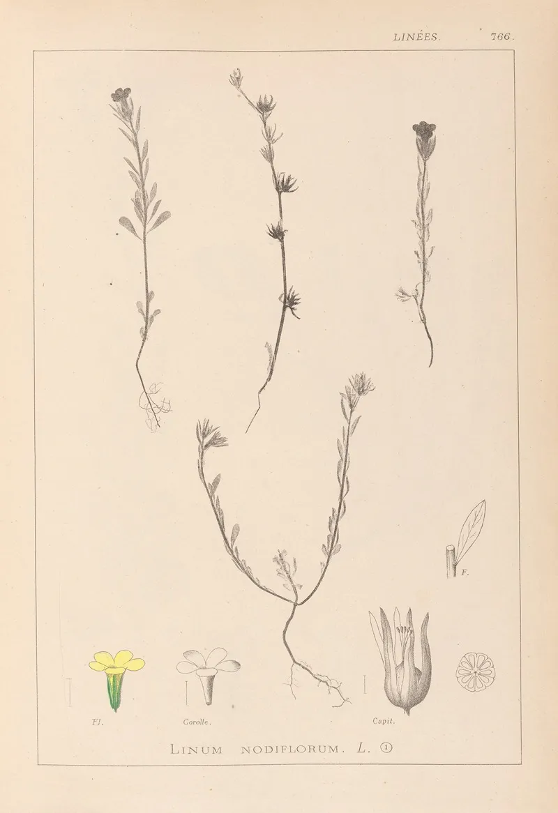 Herbier De La Flore Francaise Pl 0008 Wall Art by Louis Antoine Cusin - High-Resolution Digital Print