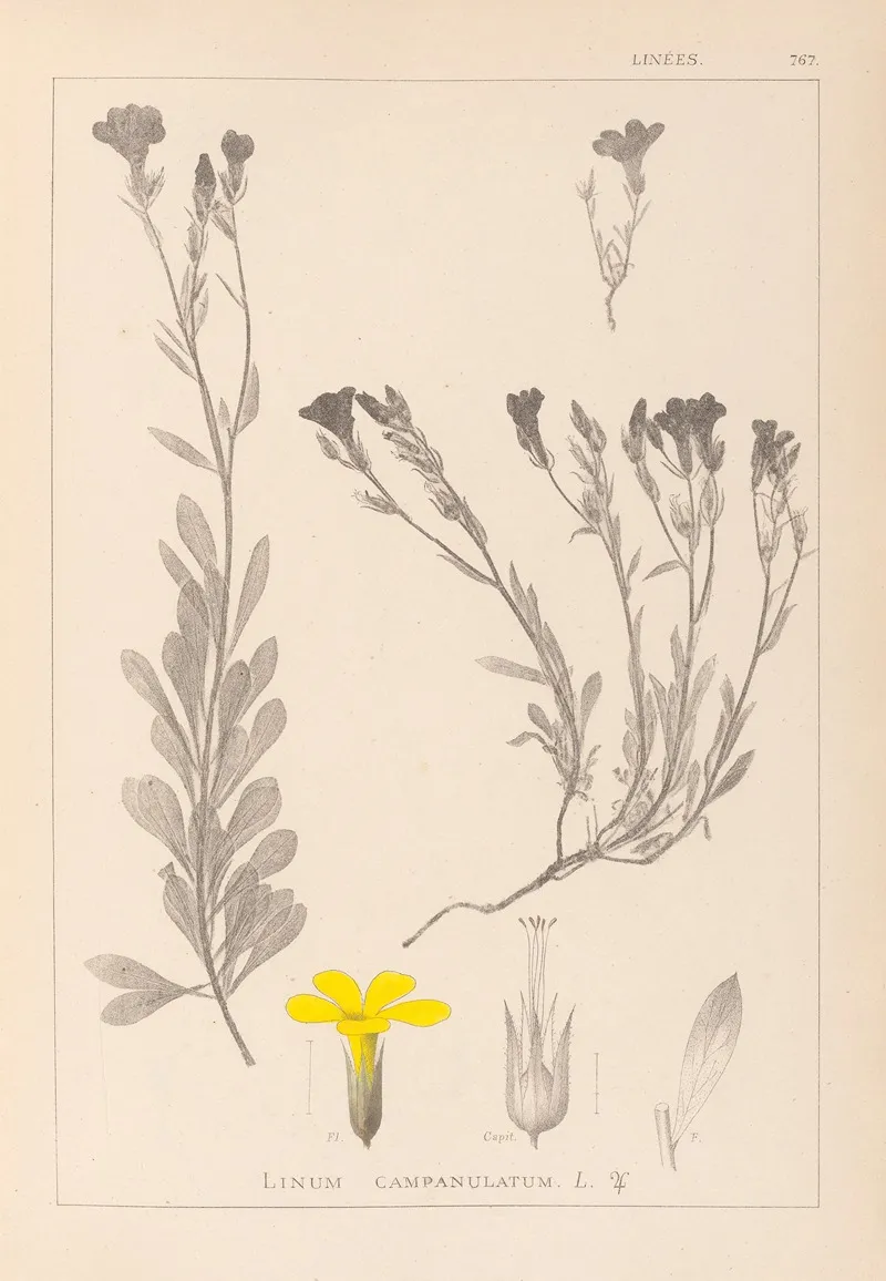Herbier De La Flore Francaise Pl 0009 Wall Art by Louis Antoine Cusin - High-Resolution Digital Print