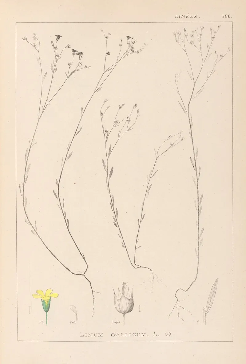 Herbier De La Flore Francaise Pl 0010 Wall Art by Louis Antoine Cusin - High-Resolution Digital Print