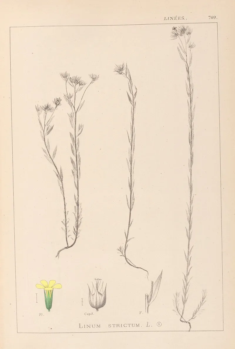Herbier De La Flore Francaise Pl 0011 Wall Art by Louis Antoine Cusin - High-Resolution Digital Print