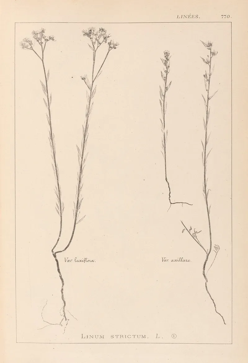 Herbier De La Flore Francaise Pl 0012 Wall Art by Louis Antoine Cusin - High-Resolution Digital Print