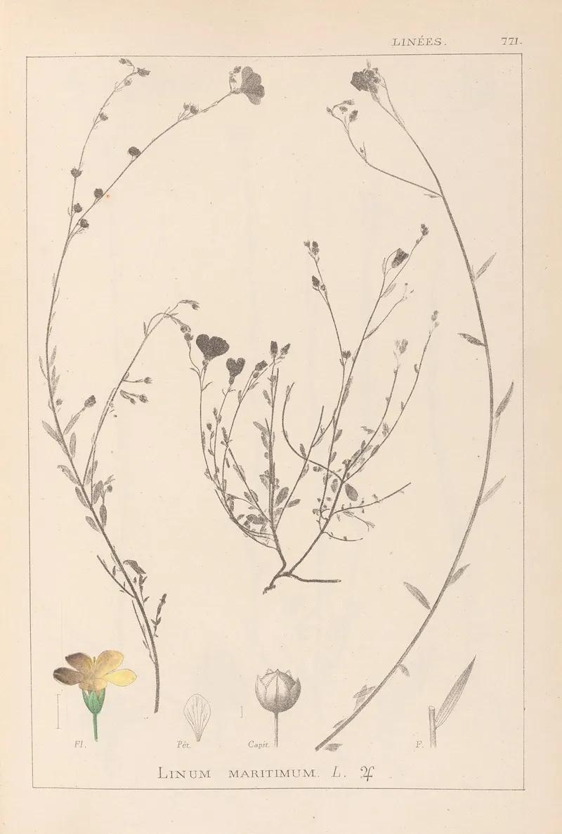 Herbier De La Flore Francaise Pl 0013 Wall Art by Louis Antoine Cusin - High-Resolution Digital Print