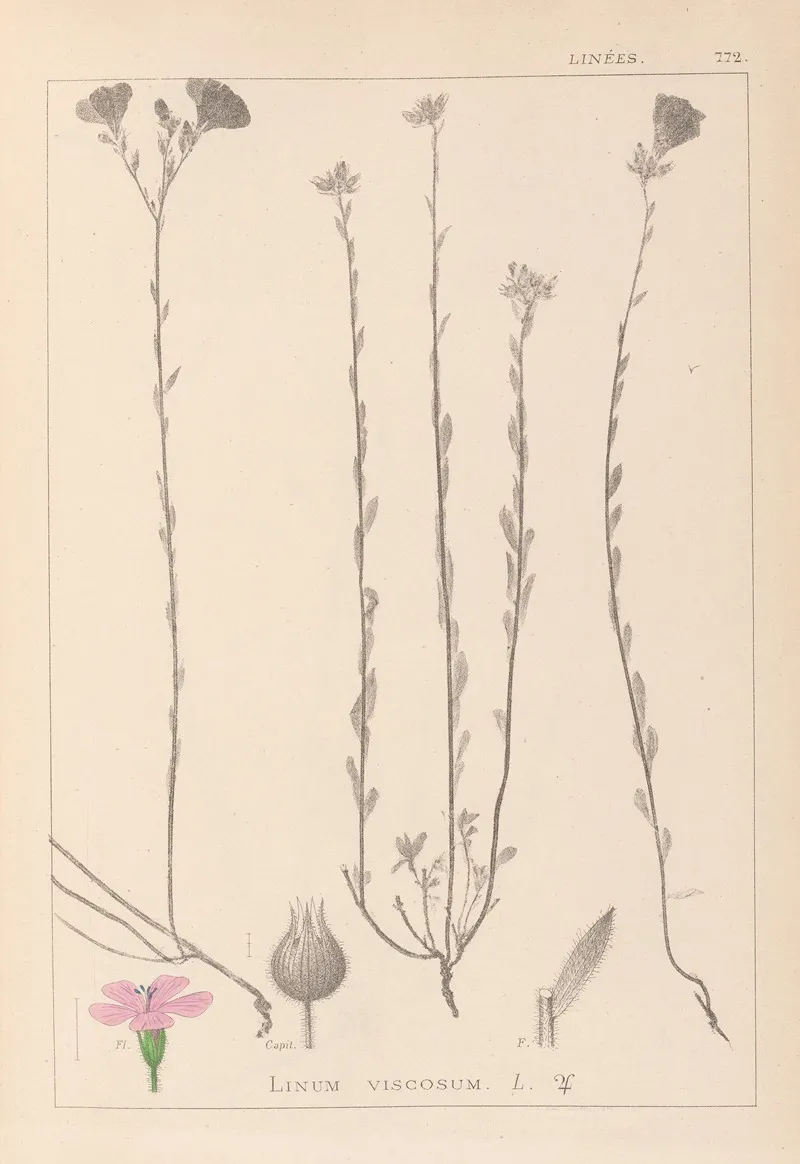 Herbier De La Flore Francaise Pl 0014 Wall Art by Louis Antoine Cusin - High-Resolution Digital Print