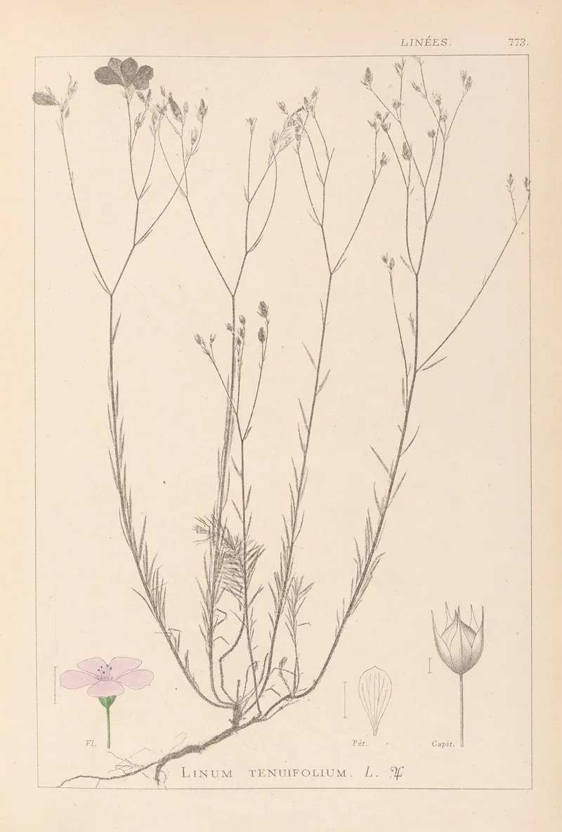 Herbier De La Flore Francaise Pl 0015 Wall Art by Louis Antoine Cusin - High-Resolution Digital Print