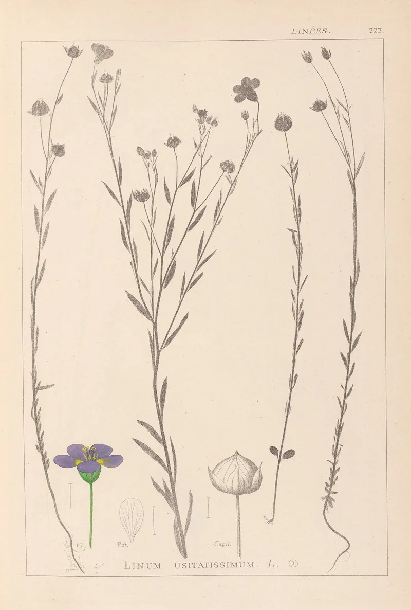 Herbier De La Flore Francaise Pl 0019 Wall Art by Louis Antoine Cusin - High-Resolution Digital Print