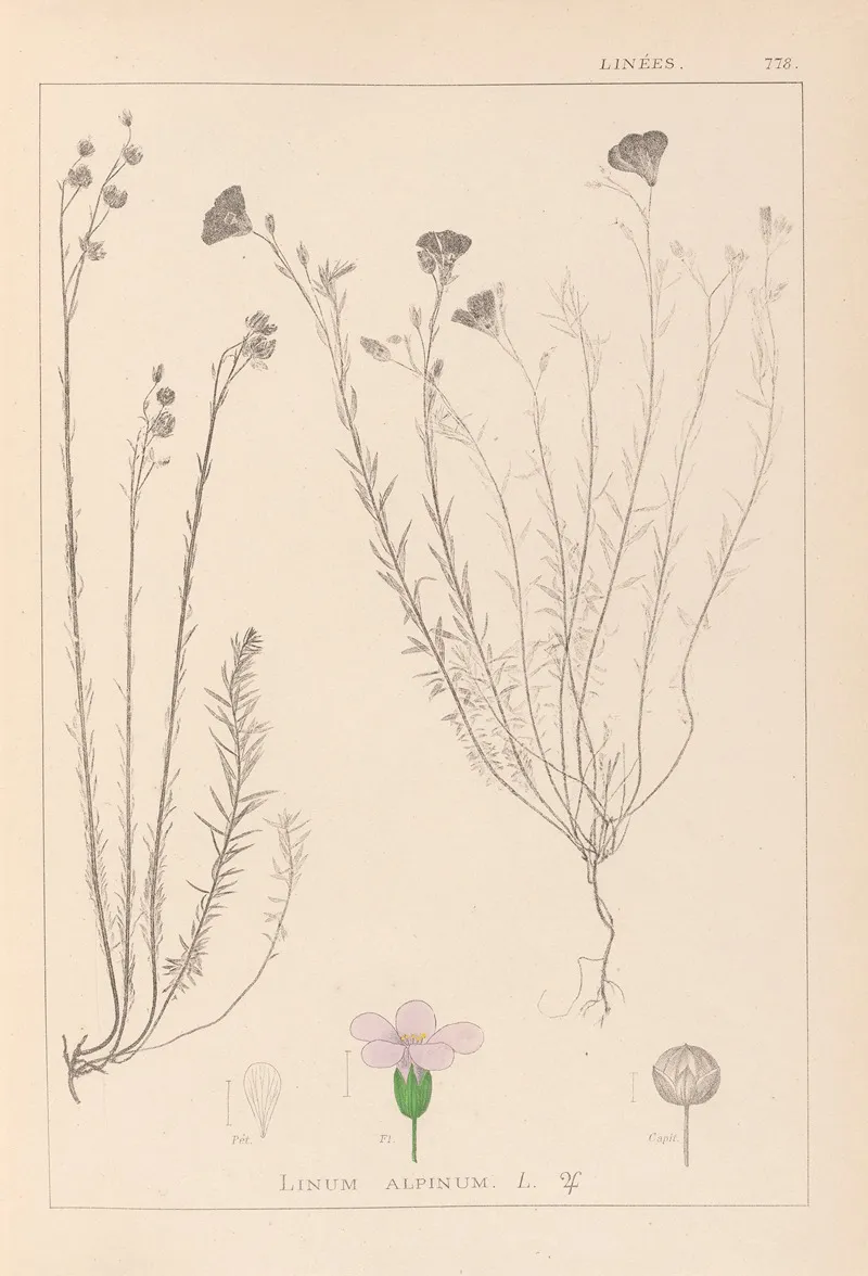 Herbier De La Flore Francaise Pl 0020 Wall Art by Louis Antoine Cusin - High-Resolution Digital Print