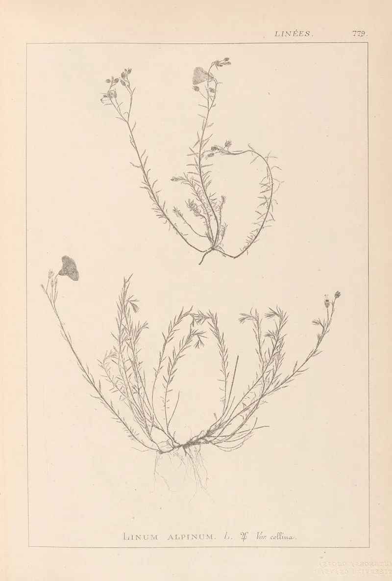 Herbier De La Flore Francaise Pl 0021 Wall Art by Louis Antoine Cusin - High-Resolution Digital Print