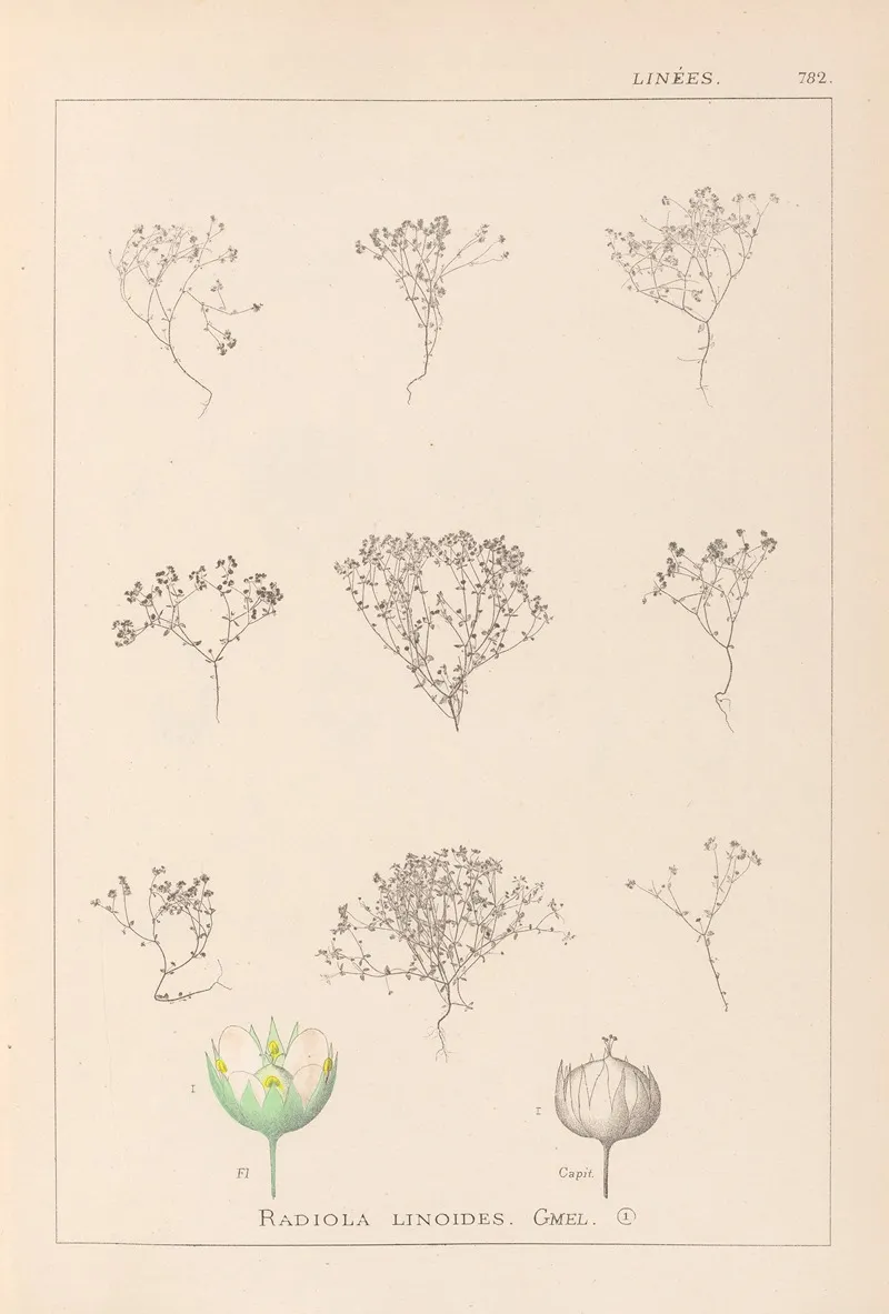 Herbier De La Flore Francaise Pl 0024 Wall Art by Louis Antoine Cusin - High-Resolution Digital Print