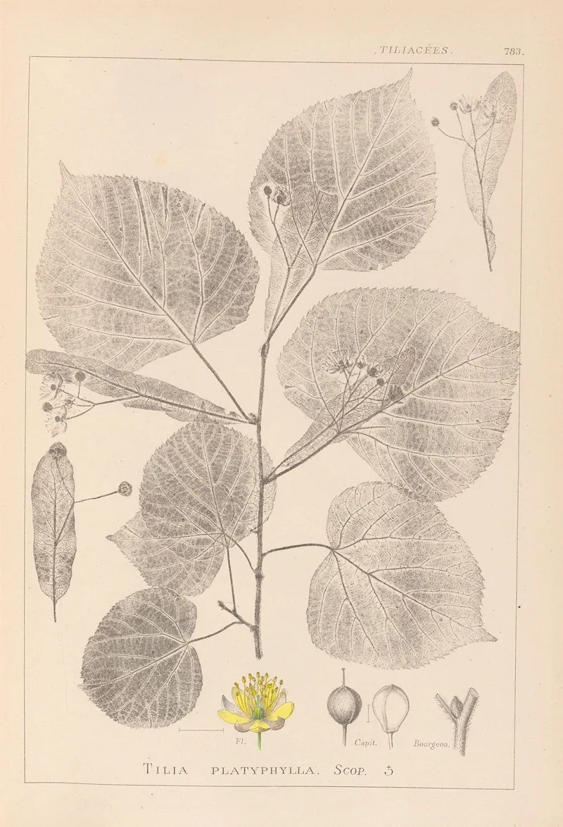 Herbier De La Flore Francaise Pl 0025 Wall Art by Louis Antoine Cusin - High-Resolution Digital Print