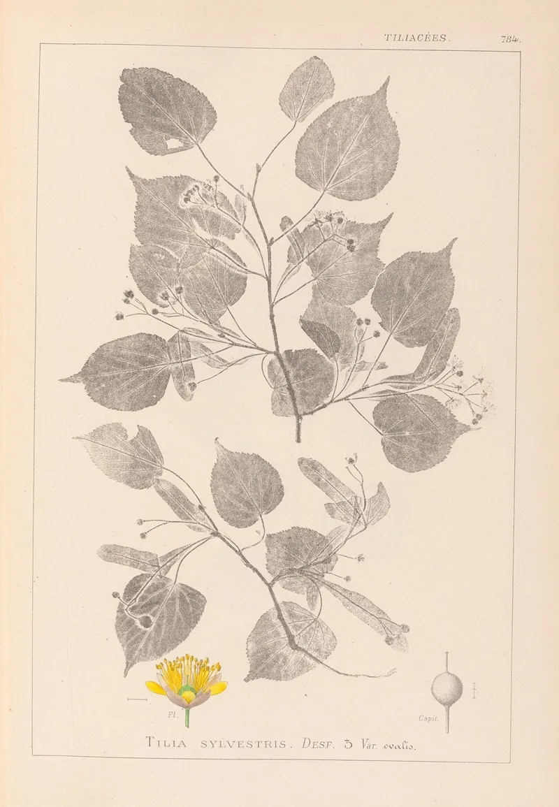 Herbier De La Flore Francaise Pl 0026 Wall Art by Louis Antoine Cusin - High-Resolution Digital Print