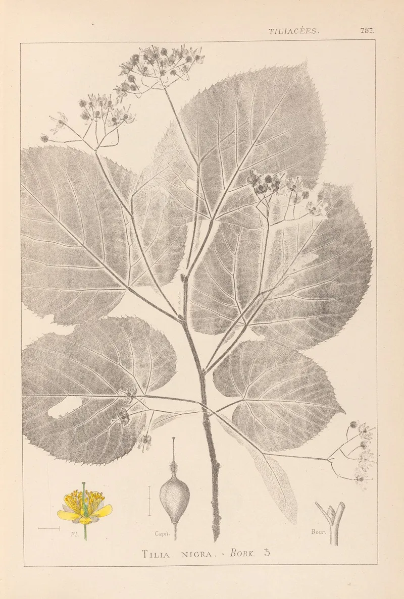 Herbier De La Flore Francaise Pl 0029 Wall Art by Louis Antoine Cusin - High-Resolution Digital Print