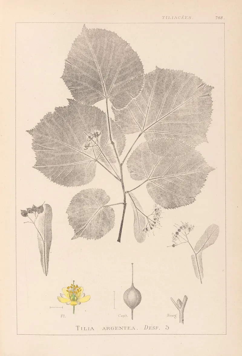 Herbier De La Flore Francaise Pl 0030 Wall Art by Louis Antoine Cusin - High-Resolution Digital Print