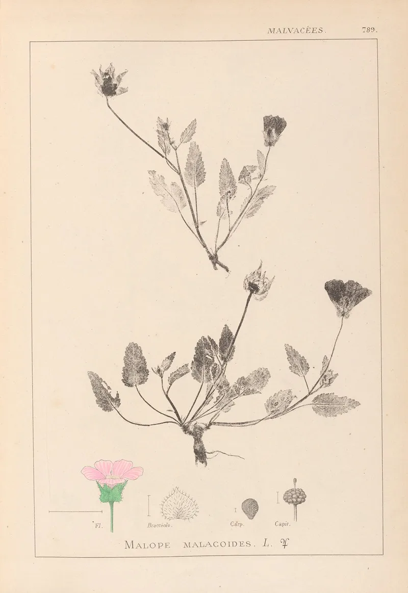 Herbier De La Flore Francaise Pl 0031 Wall Art by Louis Antoine Cusin - High-Resolution Digital Print