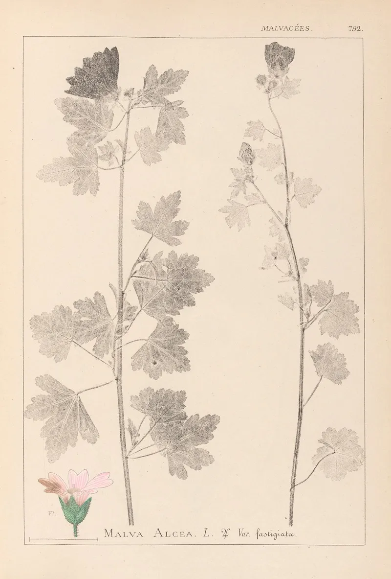 Herbier De La Flore Francaise Pl 0034 Wall Art by Louis Antoine Cusin - High-Resolution Digital Print