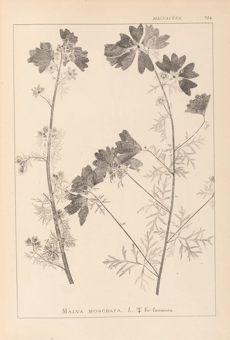 Herbier De La Flore Francaise Pl 0036 Wall Art by Louis Antoine Cusin - High-Resolution Digital Print