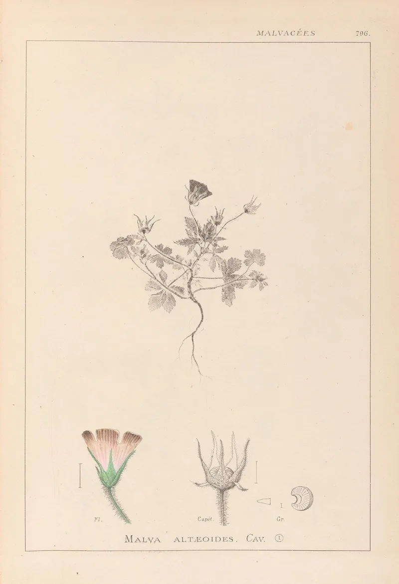 Herbier De La Flore Francaise Pl 0038 Wall Art by Louis Antoine Cusin - High-Resolution Digital Print