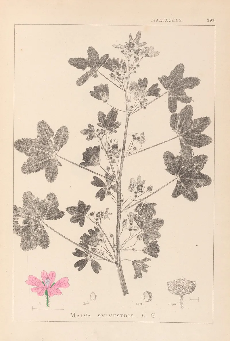 Herbier De La Flore Francaise Pl 0039 Wall Art by Louis Antoine Cusin - High-Resolution Digital Print