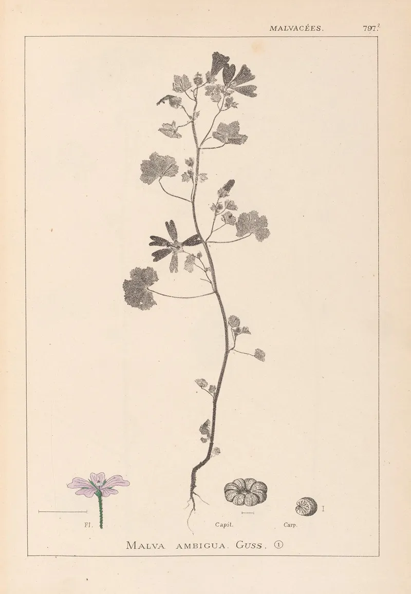 Herbier De La Flore Francaise Pl 0040 Wall Art by Louis Antoine Cusin - High-Resolution Digital Print