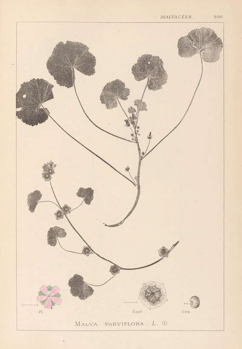 Herbier De La Flore Francaise Pl 0043 Wall Art by Louis Antoine Cusin - High-Resolution Digital Print