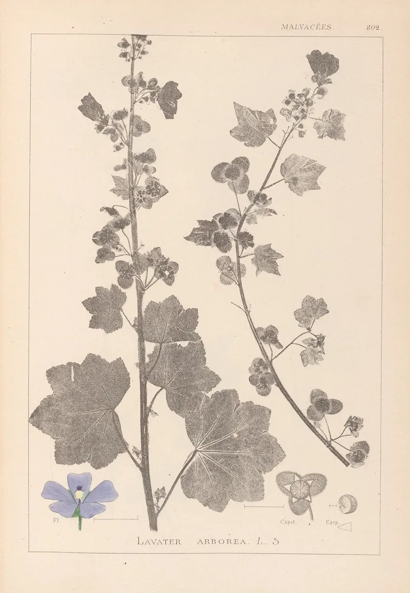 Herbier De La Flore Francaise Pl 0045 Wall Art by Louis Antoine Cusin - High-Resolution Digital Print