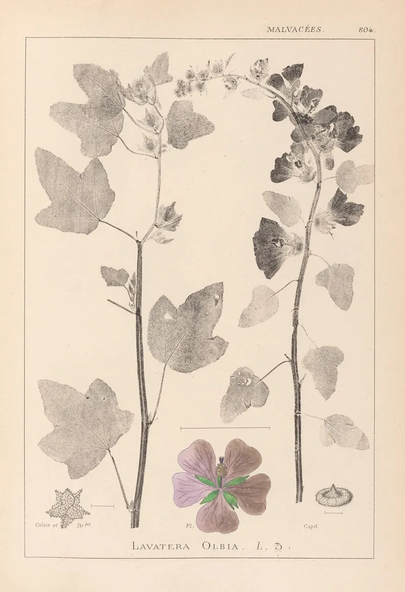 Herbier De La Flore Francaise Pl 0047 Wall Art by Louis Antoine Cusin - High-Resolution Digital Print