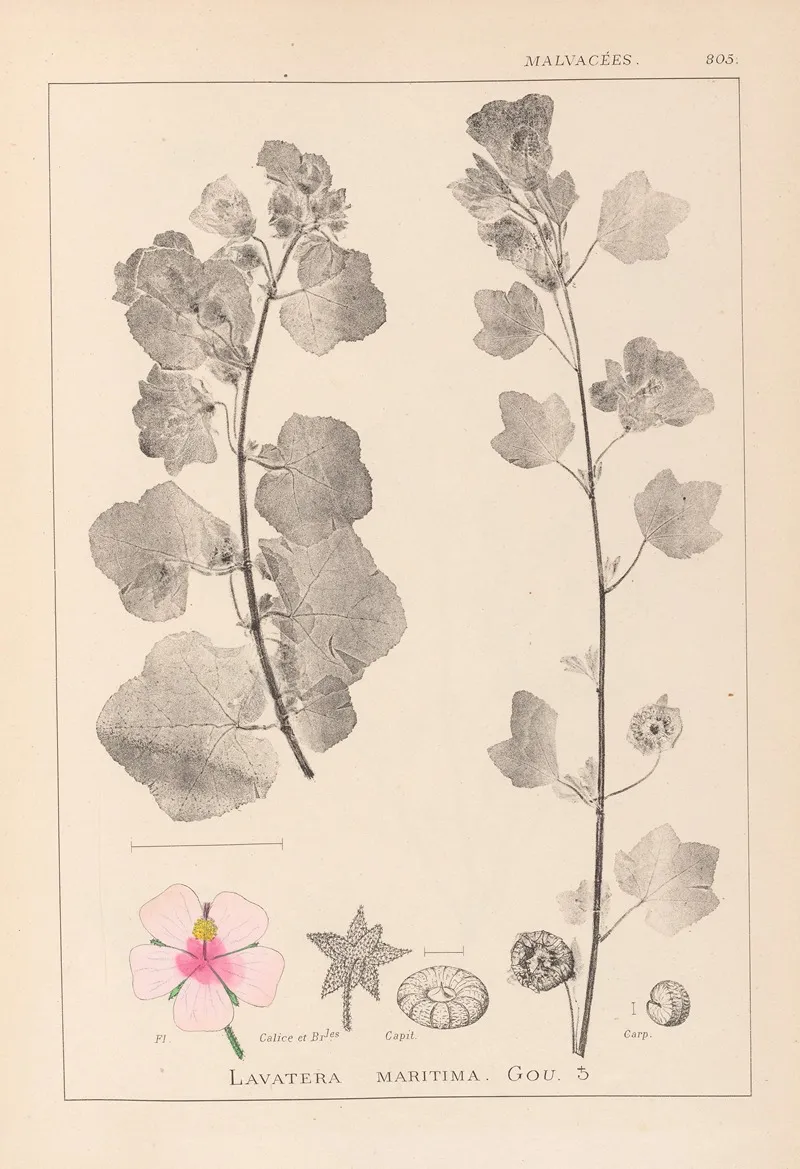 Herbier De La Flore Francaise Pl 0048 Wall Art by Louis Antoine Cusin - High-Resolution Digital Print