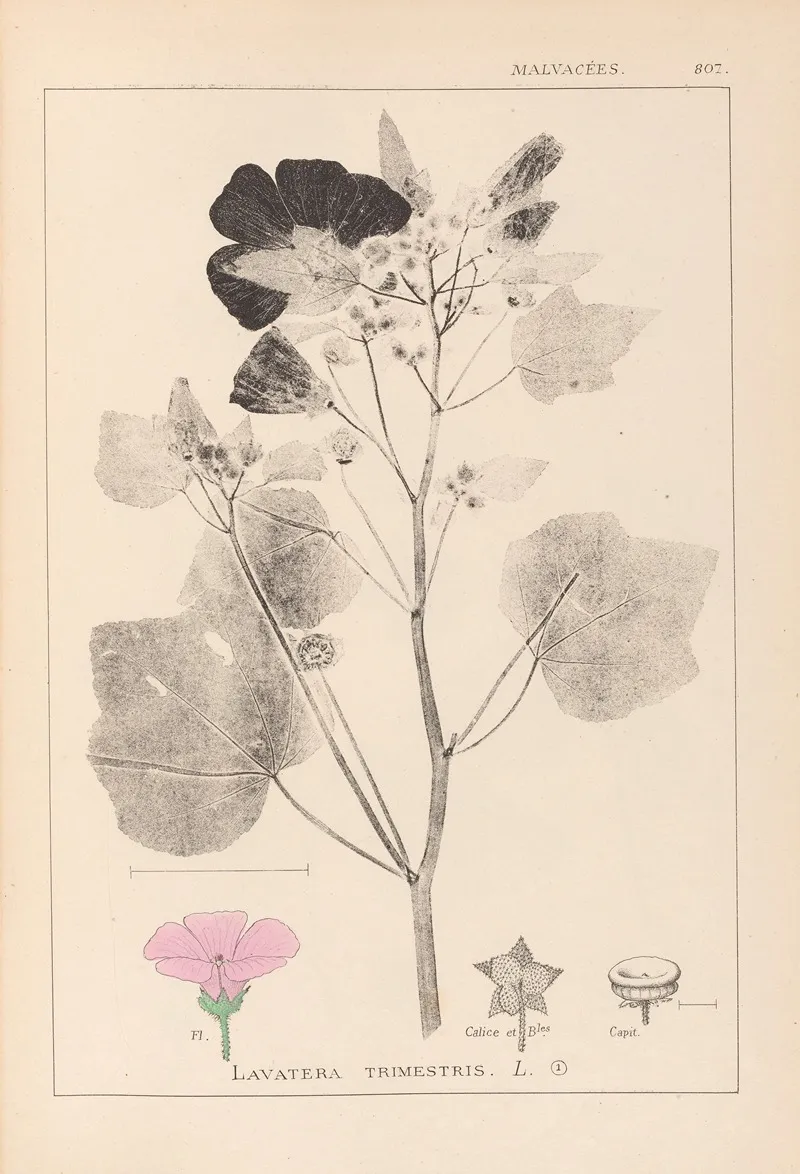 Herbier De La Flore Francaise Pl 0050 Wall Art by Louis Antoine Cusin - High-Resolution Digital Print