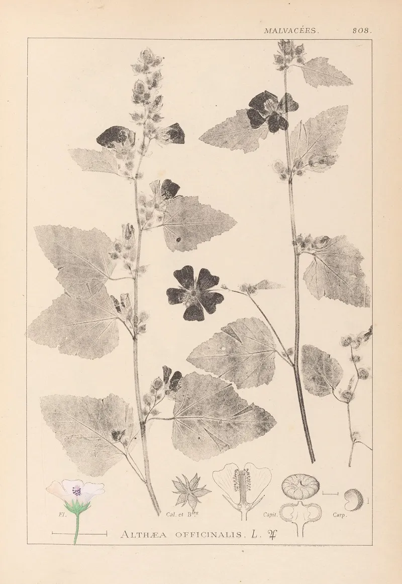 Herbier De La Flore Francaise Pl 0051 Wall Art by Louis Antoine Cusin - High-Resolution Digital Print