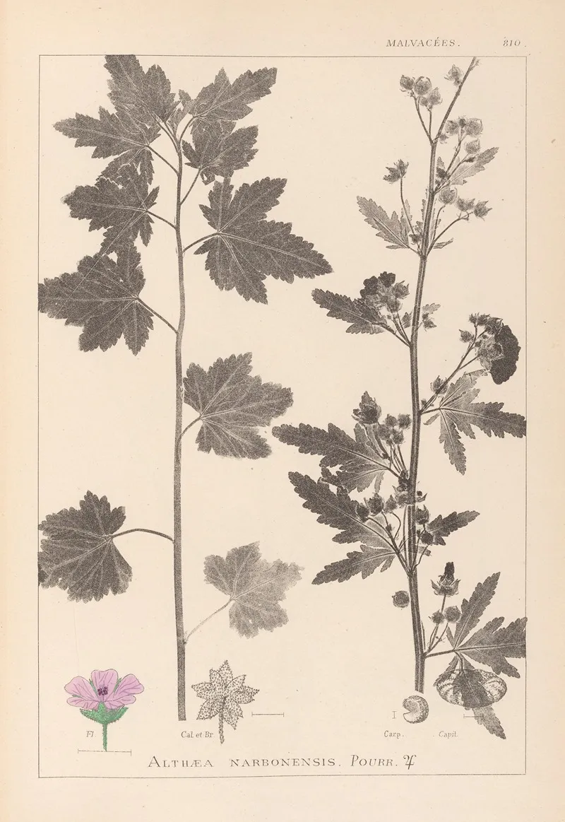 Herbier De La Flore Francaise Pl 0053 Wall Art by Louis Antoine Cusin - High-Resolution Digital Print