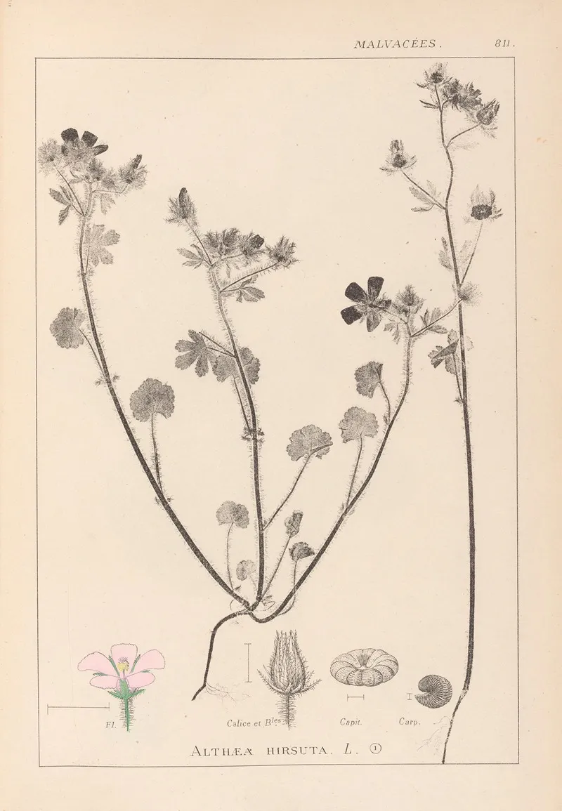 Herbier De La Flore Francaise Pl 0054 Wall Art by Louis Antoine Cusin - High-Resolution Digital Print