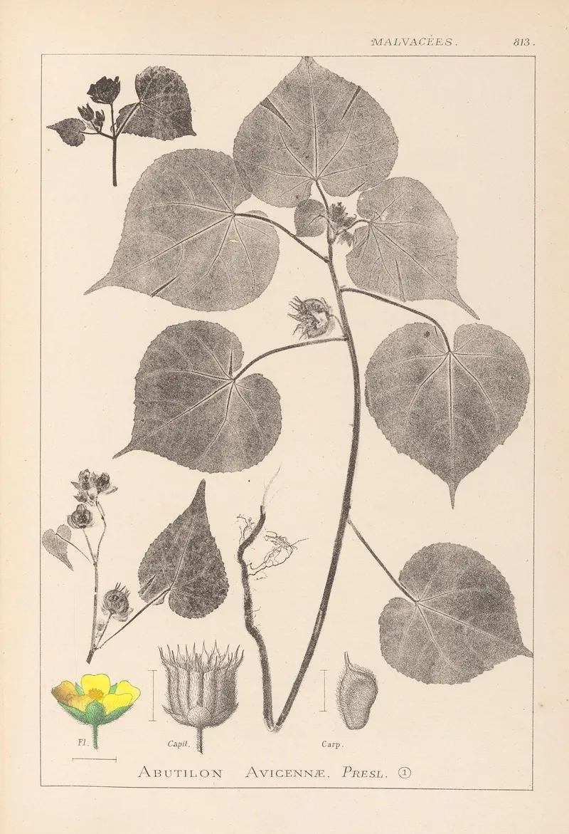 Herbier De La Flore Francaise Pl 0056 Wall Art by Louis Antoine Cusin - High-Resolution Digital Print