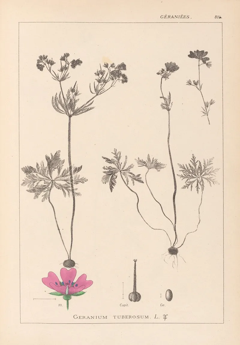 Herbier De La Flore Francaise Pl 0057 Wall Art by Louis Antoine Cusin - High-Resolution Digital Print