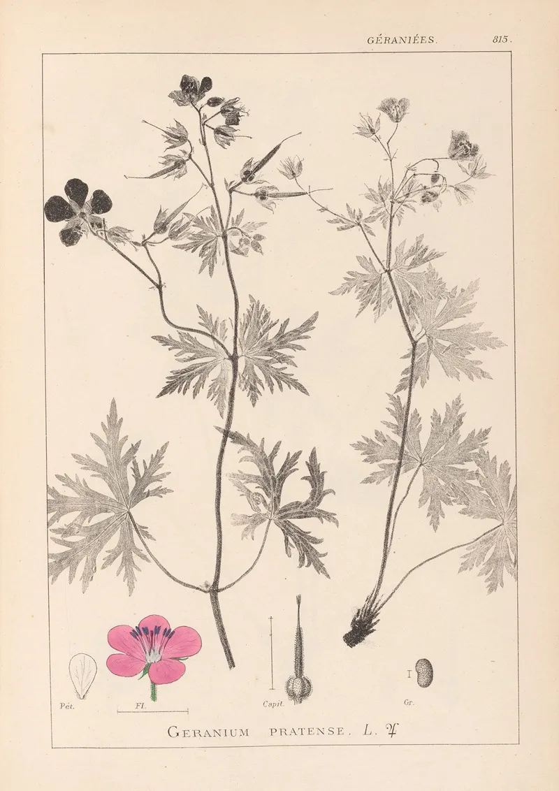 Herbier De La Flore Francaise Pl 0058 Wall Art by Louis Antoine Cusin - High-Resolution Digital Print