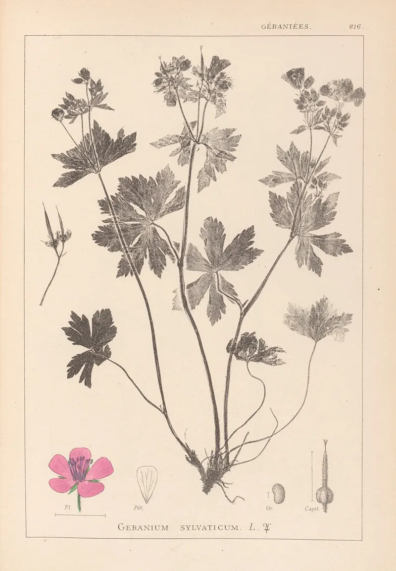 Herbier De La Flore Francaise Pl 0059 Wall Art by Louis Antoine Cusin - High-Resolution Digital Print