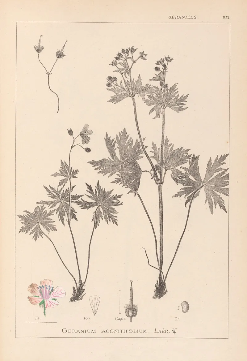 Herbier De La Flore Francaise Pl 0060 Wall Art by Louis Antoine Cusin - High-Resolution Digital Print