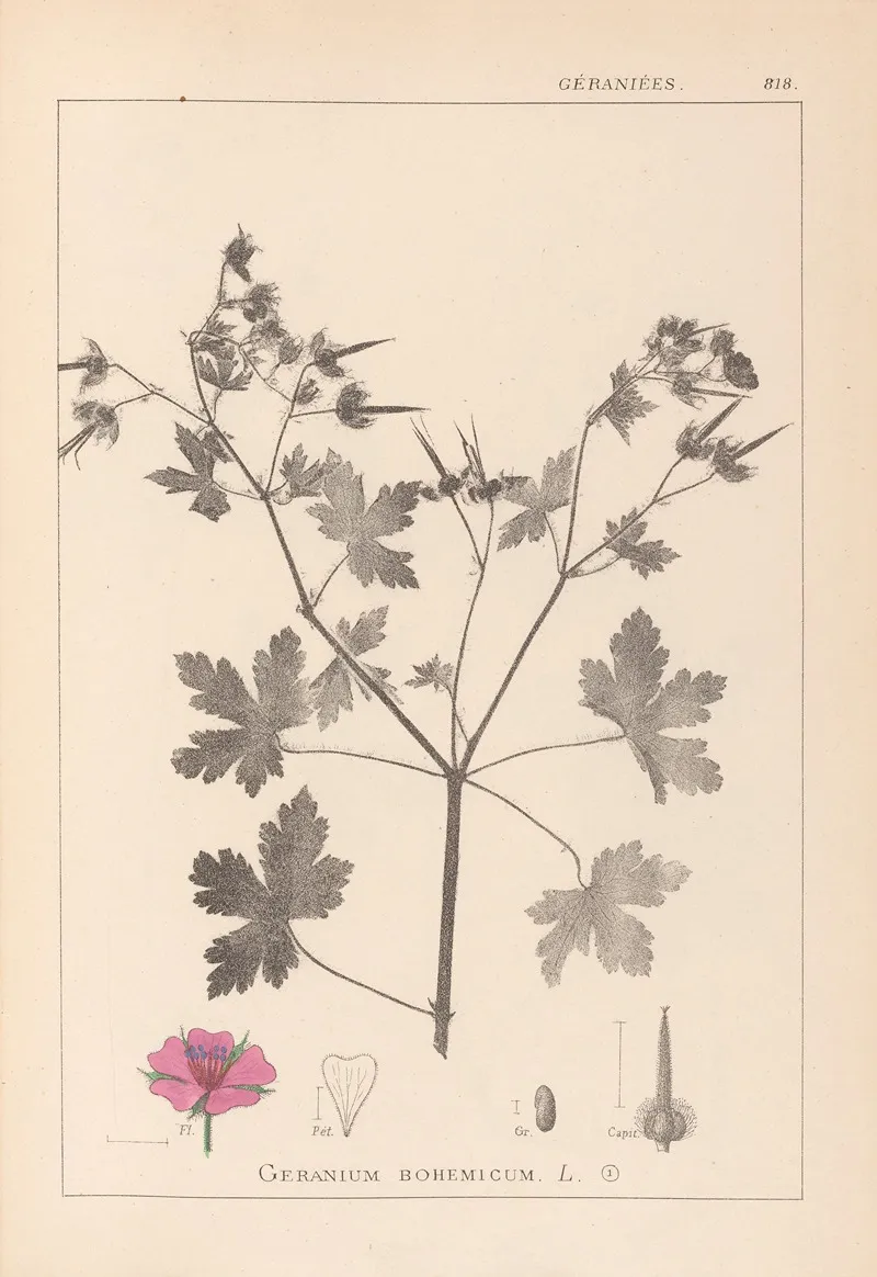 Herbier De La Flore Francaise Pl 0061 Wall Art by Louis Antoine Cusin - High-Resolution Digital Print